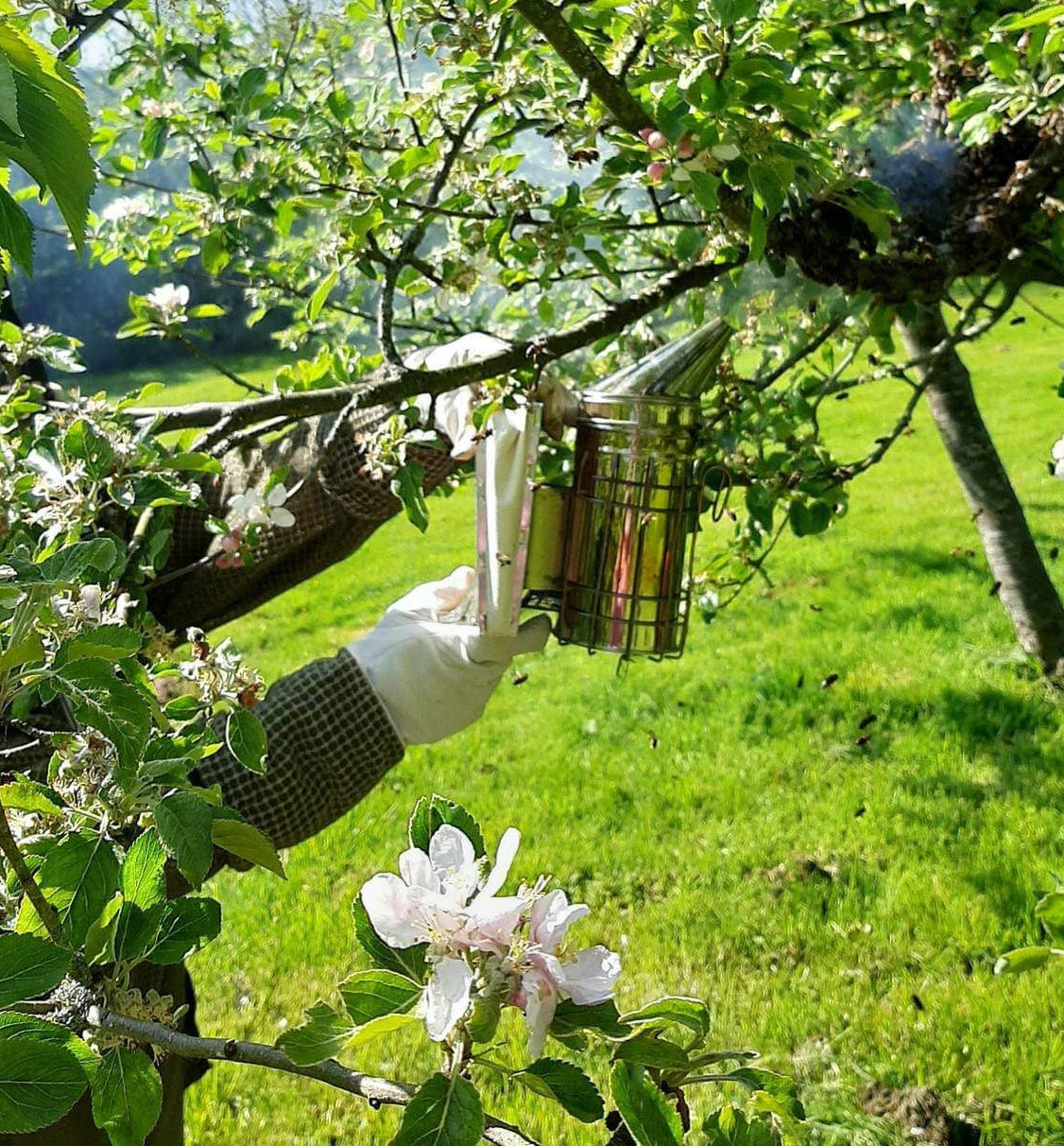 Smoker and J hive tool