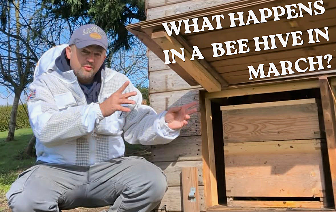 What Happens In a Bee Hive in March? – Apiary Gear Supplies