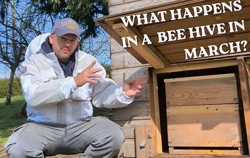 What Happens In a Bee Hive in March?