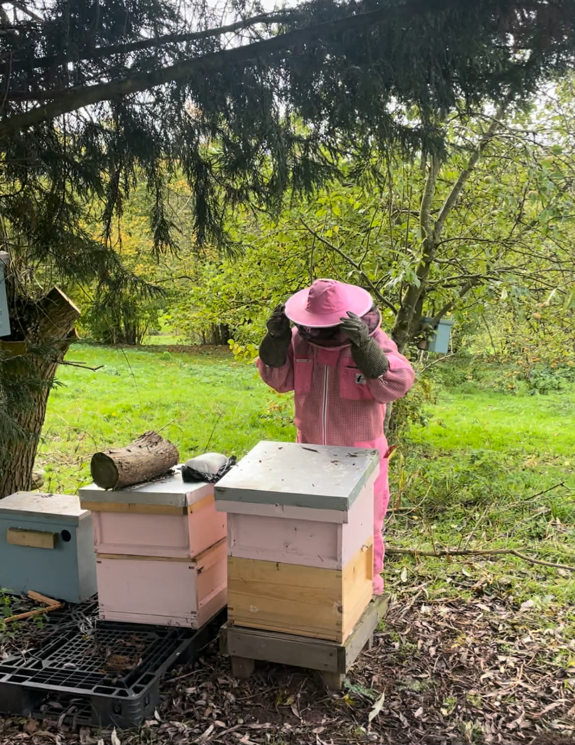 Person in pink beekeeping suit tending to bee hives outdoors