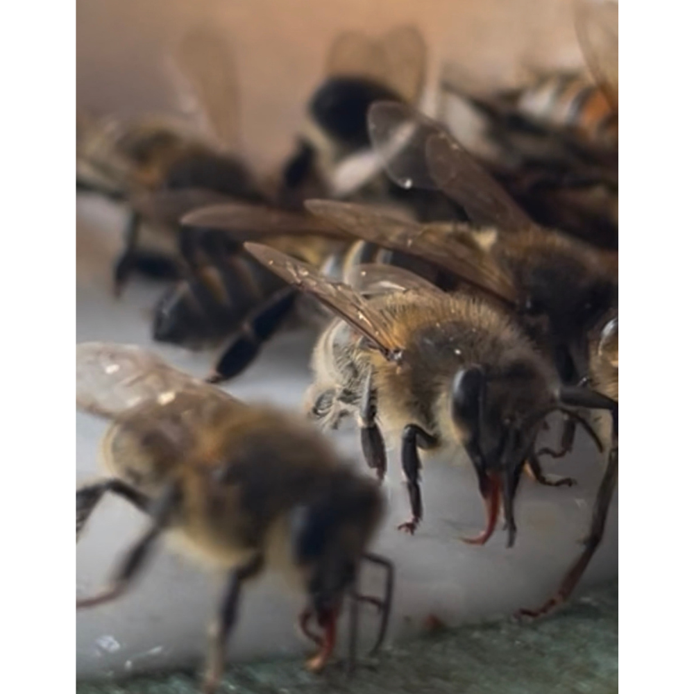 x2 12.5kg Bee Fondant Blocks