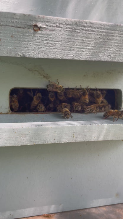 Bee hive swarm trap Kit Wax and Frames - 5 frame box